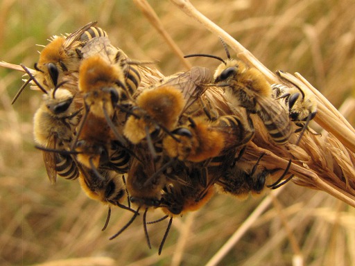 Odynerus spinipes