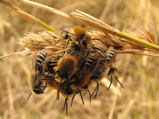 Odynerus spinipes (Eumenidae)