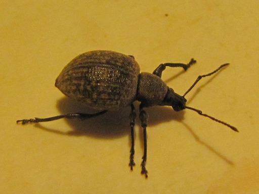 Otiorhynchus clavipes