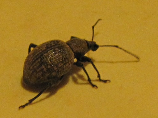 Otiorhynchus clavipes
