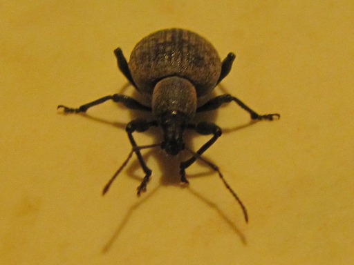 Otiorhynchus clavipes