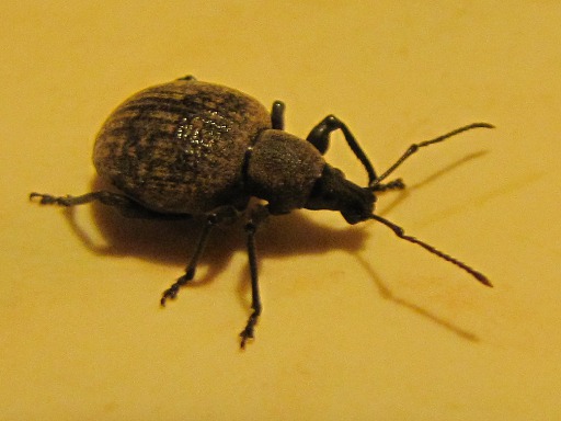 Otiorhynchus_clavipes