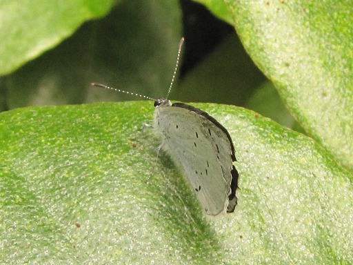 Papillon Grand ngre