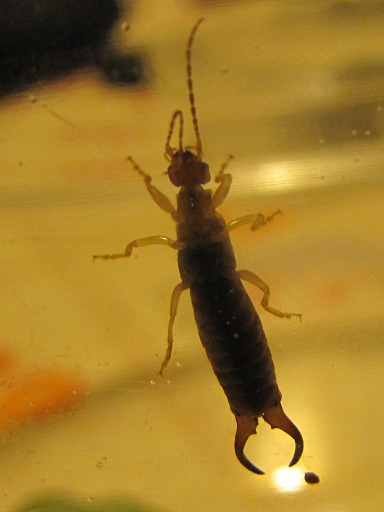 Forficula auricularia (Forficulidae)