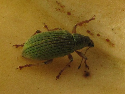 Phyllobius argentatus