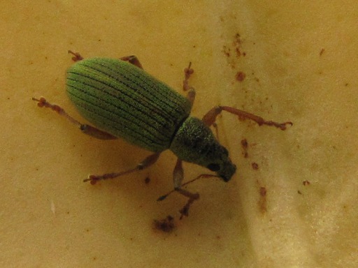 Phyllobius (Curculionidae)