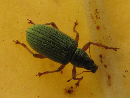 Phyllobius argentatus