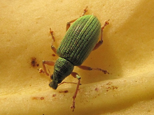 Phyllobius_argentatus
