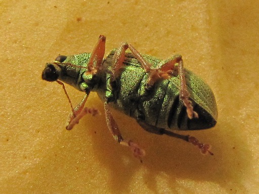 Phyllobius (Curculionidae)