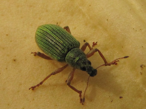 Charanon argent (Curculionidae)