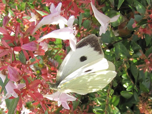 Pieridae