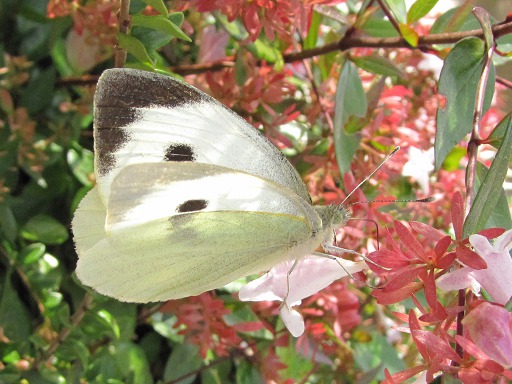 Pieris brassicae