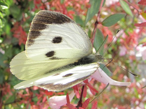 Pieris brassicae