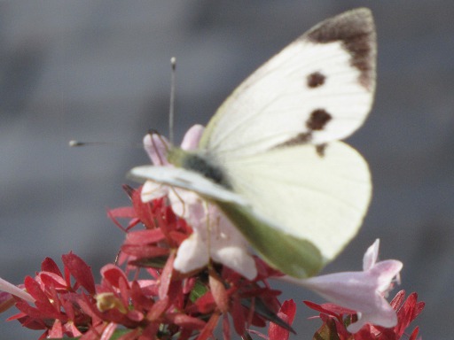 Piéride du choux (Pieridae)