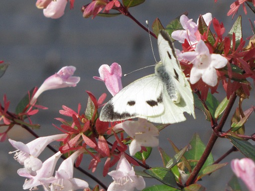 Pieris brassicae
