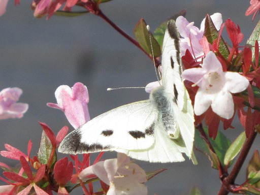 Pieridae