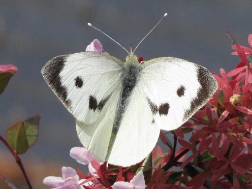 Piéride du choux (Pieridae)