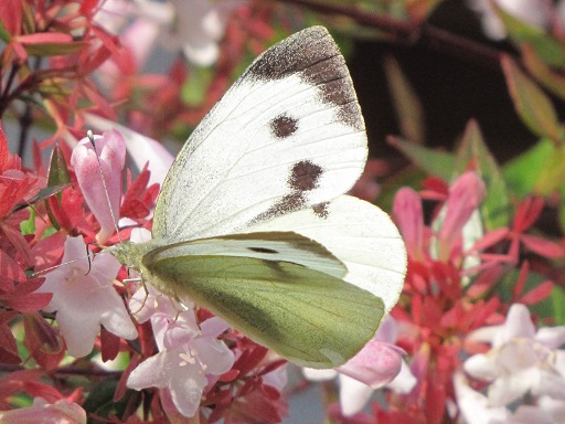 Pieris brassicae