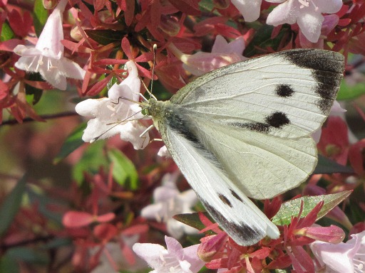 Piéride du choux (Pieridae)