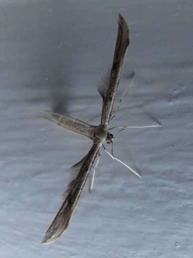 Ptérophore blanc - Pterophorus pentadactylus (Pterophoridae)