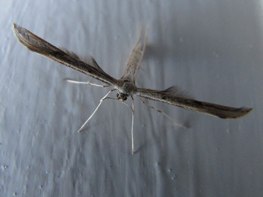 Ptérophore blanc (Pterophoridae)