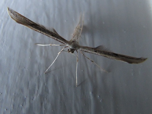 Pterophorus pentadactylus