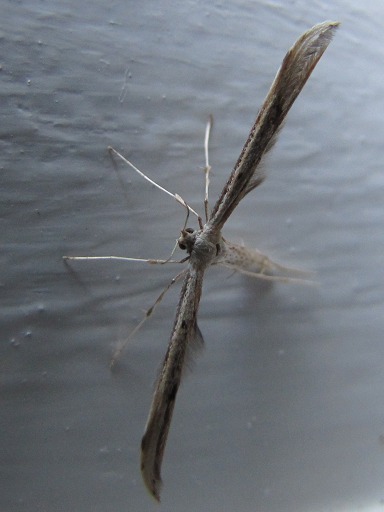 Ptrophore blanc - Pterophorus pentadactylus (Pterophoridae)
