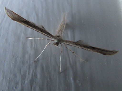 Papillon Ptérophore blanc