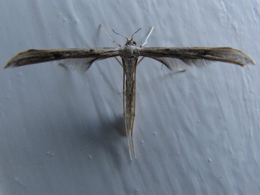 Pterophore blanc(Pterophorus)