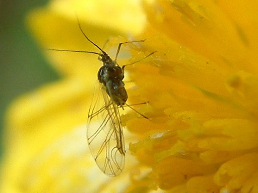 Puceron noir - Aphis fabae Scop (Aphididae)