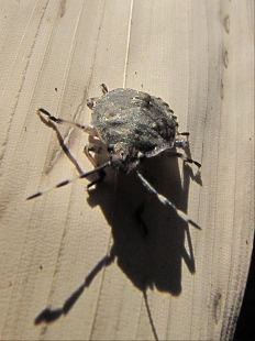 Punaise - Dolycoris baccarum