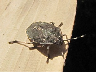 Pentatome des baies - Dolycoris baccarum