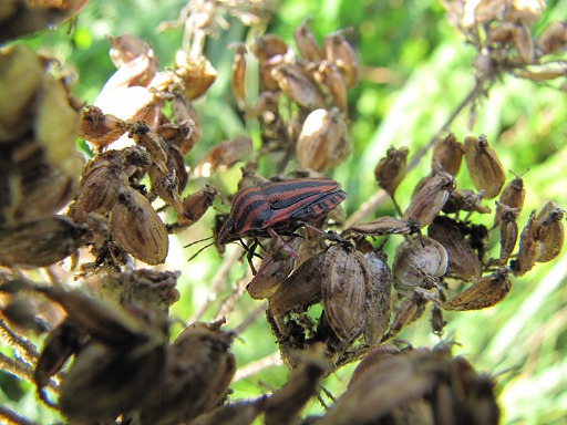 Punaise - Graphosoma lineatum