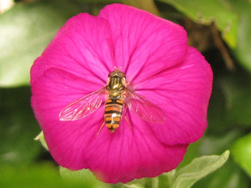 Syrphus ribesii (Syrphidae)