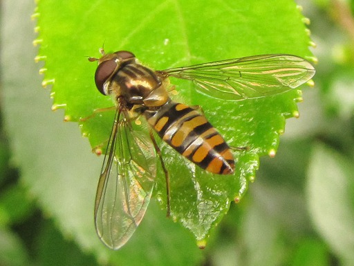 Mouche - Syrphe