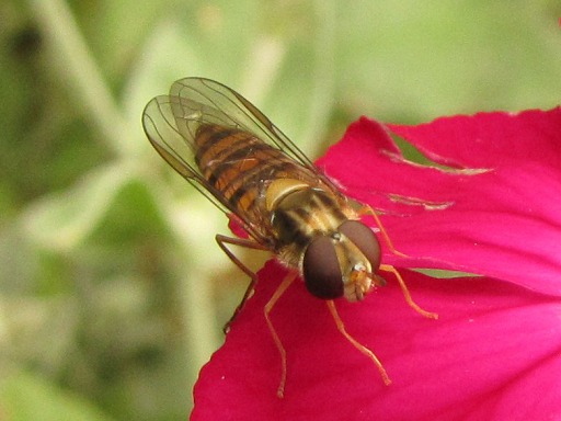 Syrphus ribesii
