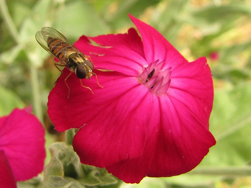 Syrphus ribesii