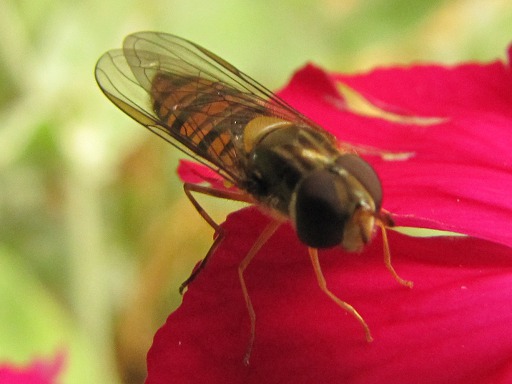 Mouche - Syrphe