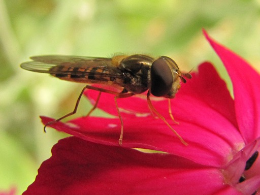 Syrphus ribesii (Syrphidae)