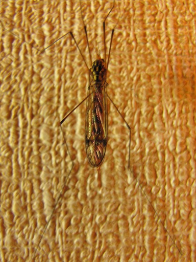 Tipula vernalis (Tipulidae)