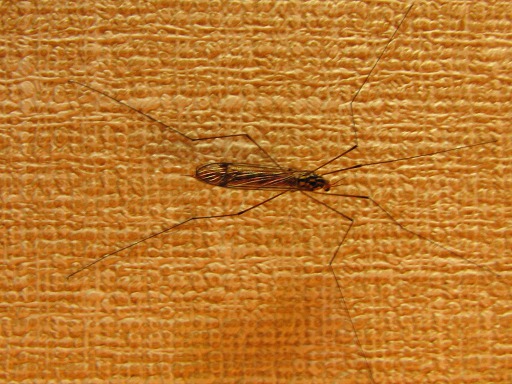 Tipule printanière