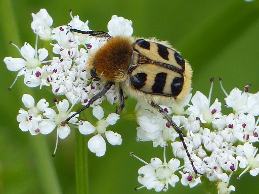 Trichie fasciée (Scarabaeidae)