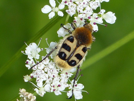 Trichius fasciatus
