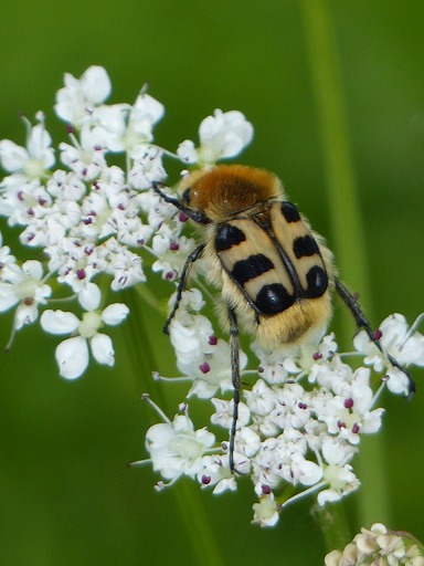 Trichie fascie (Scarabaeidae)
