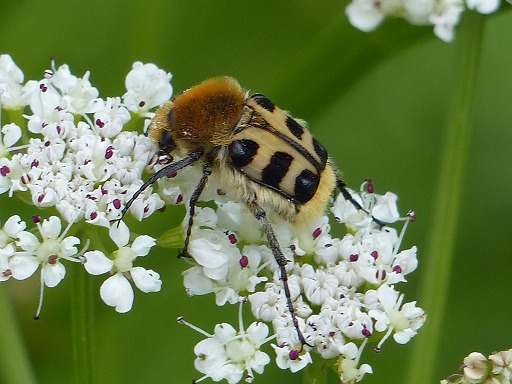 Trichie fascie