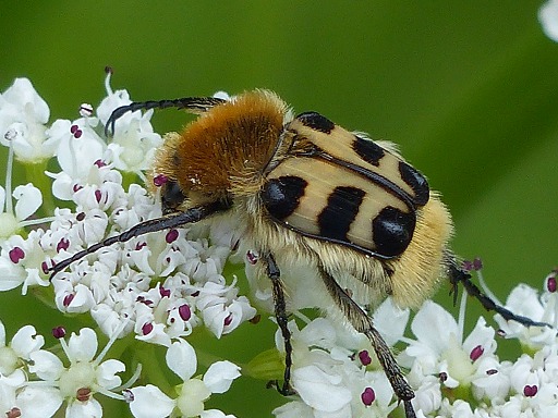 Scarabaeus fasciatus