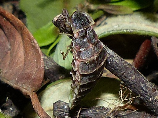 Lampyris noctiluca