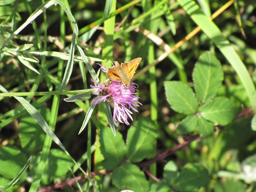 Hesperia comma (Hesperiidae)