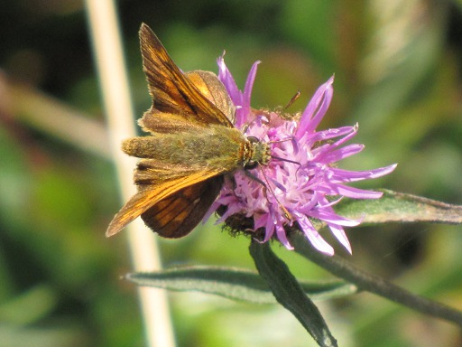 Papillon de nuit Virgule