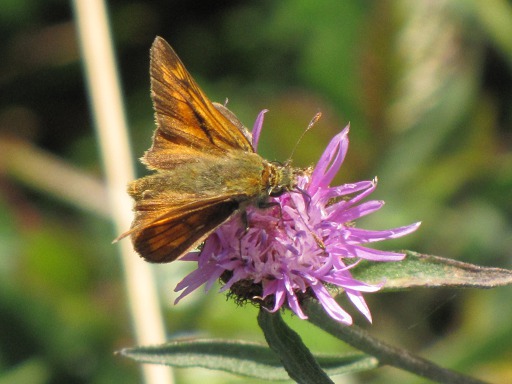 Hesperia comma